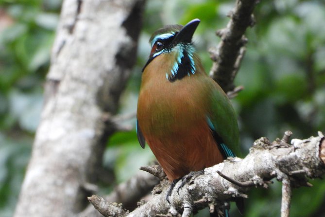 Birds of the Mayan World 1 - Breakfast and the rhythm of the morning