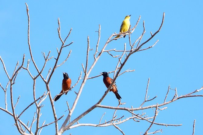 Birds of the Mayan World 1 - Walking conditions and who should book