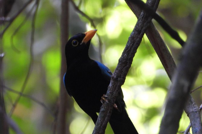 Birds of the Mayan World 1 - Low-impact tourism in a fragile setting