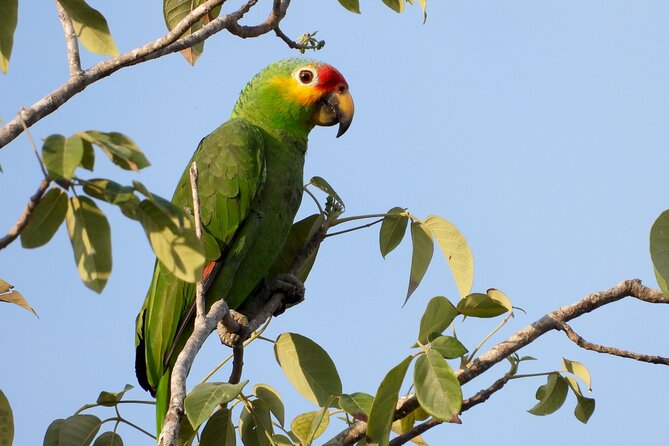 Birds of the Mayan World 1 - Booking, weather, and cancellation