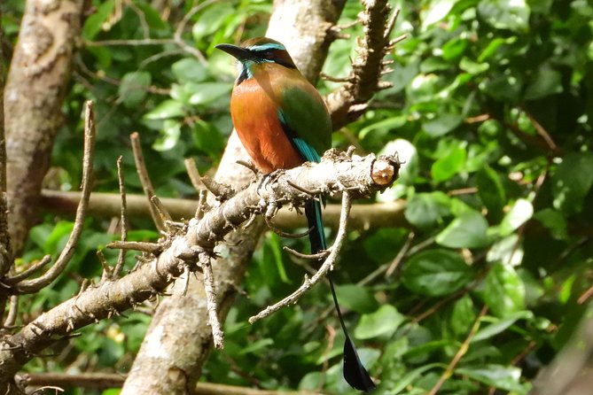 Birds of the Mayan World 1 - What four hours with a private guide can give you