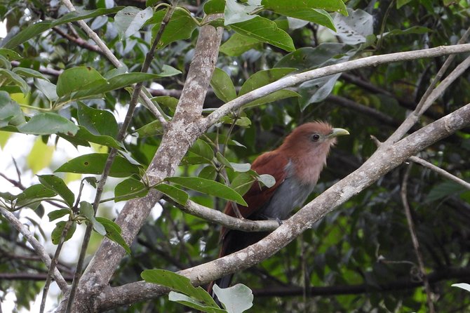 Birds of the Mayan World 2 / Route of the cenotes - Starting Along Jungle Roads