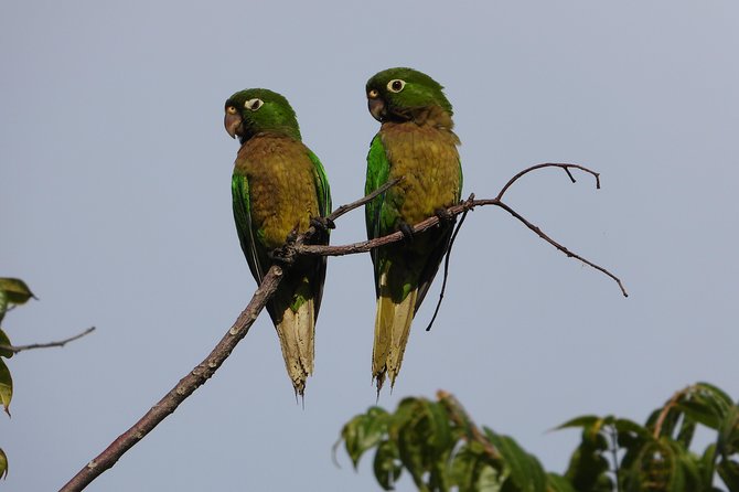 Birds of the Mayan World 2 / Route of the cenotes - Food, Transport, and the Practical Value