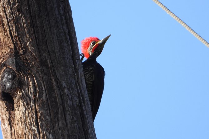 Birds of the Mayan World 2 / Route of the cenotes - Morning or Afternoon: Choosing Your Timing