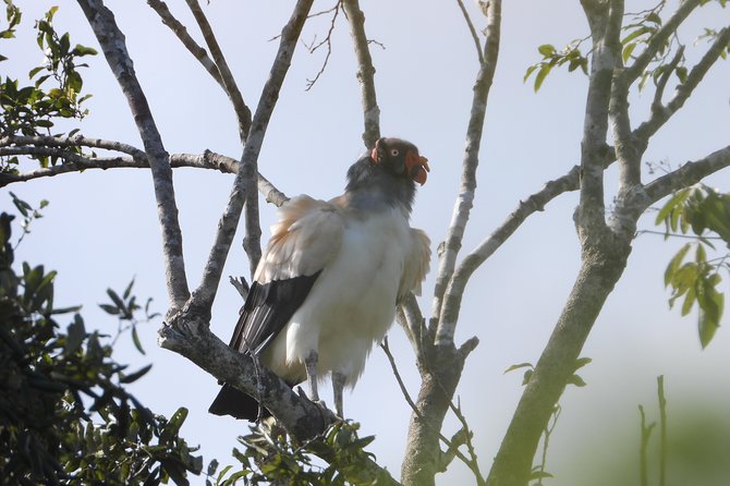 Birds of the Mayan World 2 / Route of the cenotes - Heat, Rain, and Walking Conditions