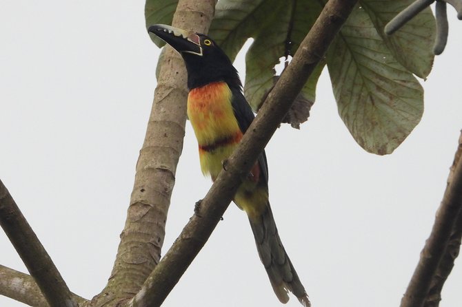 Birds of the Mayan World 2 / Route of the cenotes - Who Will Enjoy This Most