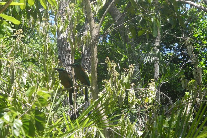 Birds of the Mayan World 2 / Route of the cenotes - What You Might See