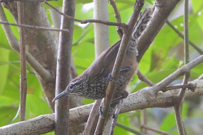 Birds of the Mayan World 3 - A private morning built around birds