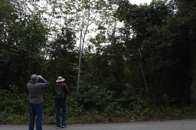Birds of the Mayan World 3 - Why the low-impact focus matters