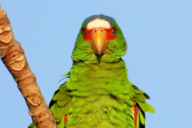 Birds of the Mayan World 3 - Lunch, coffee, and the practical value of the package