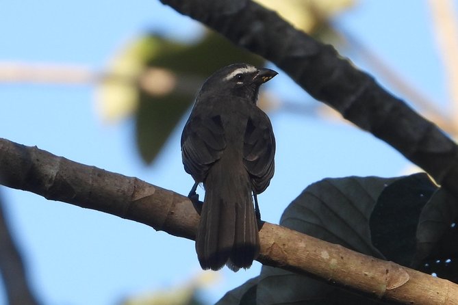 Birds of the Mayan World 3 - Timing, meeting point, and physical demands