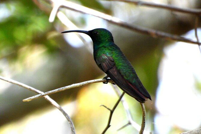 Birds of the Mayan World 3 - Weather and cancellation rules