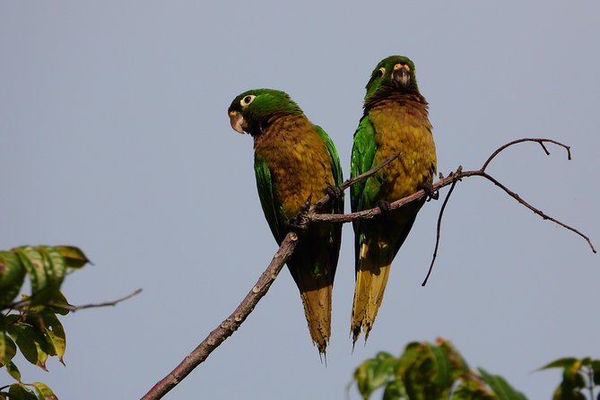 Birds of the Mayan World 3 - Tulum brings nature and archaeology together