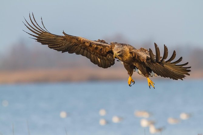 BIRDWATCH - Premium guided canoe tour at Cape Vente, Nemunas Delta Regional Park - A 7:00 am start at Wet Weim Adventure