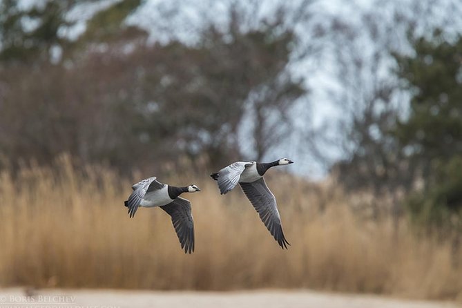 BIRDWATCH - Premium guided canoe tour at Cape Vente, Nemunas Delta Regional Park - Into the shallow Curonian Lagoon
