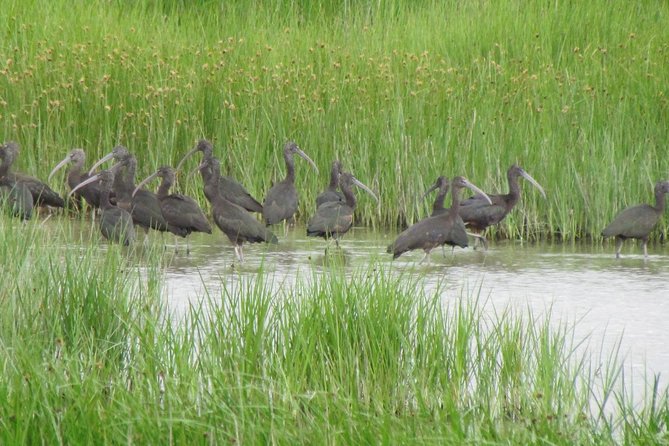 Birdwatching at Abicada and Alvor dunes - Meeting Guillaume at 7:00 am in Lagos