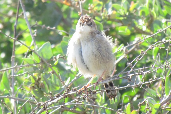 Birdwatching at Abicada and Alvor dunes - The Alvor dunes boardwalk and its wider views