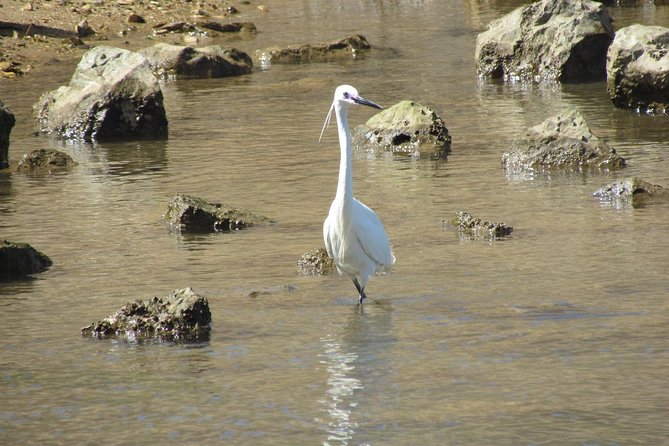 Birdwatching at Abicada and Alvor dunes - What the guide adds to the day