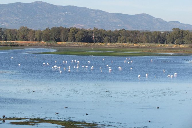 Birdwatching at Abicada and Alvor dunes - How much value you get for $101.51