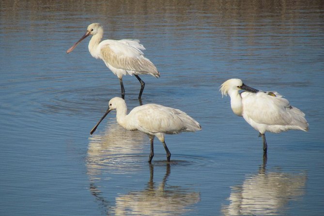 Birdwatching at Abicada and Alvor dunes - What you might see, and what you should not expect