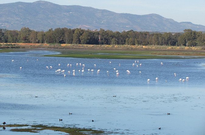 Birdwatching at Abicada and Alvor dunes - Timing, weather, and practical comfort