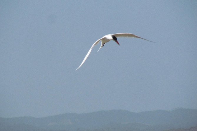 Birdwatching at Abicada and Alvor dunes - Who will get the most from this outing