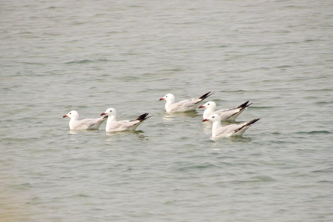 Birdwatching at Ria de Alvor - Why the Ria de Alvor is worth your morning