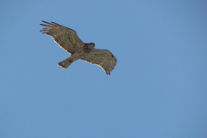 Birdwatching at Ria de Alvor - The guides make the small group matter