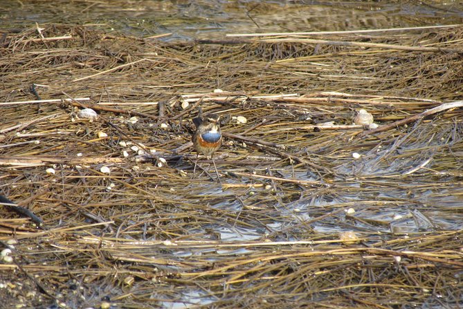 Birdwatching at Ria de Alvor - Is $47 good value?
