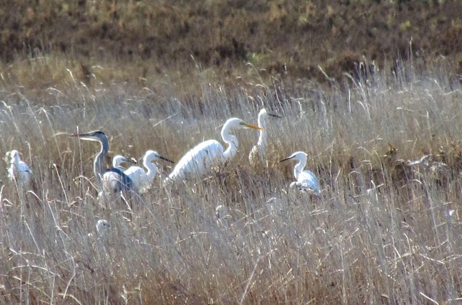 Birdwatching at Ria de Alvor - Who will enjoy this outing most?