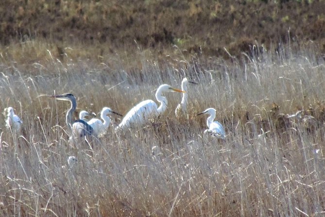 Birdwatching at Ria de Alvor - Timing, weather, and the best season