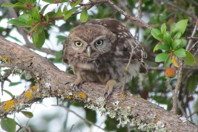 Birdwatching at Ria de Alvor - A quiet alternative to standard Algarve sightseeing
