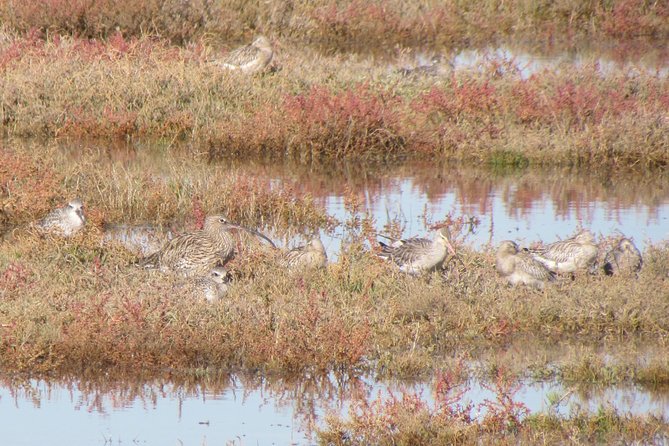 Birdwatching at Ria de Alvor - A walking route through wetland and fields