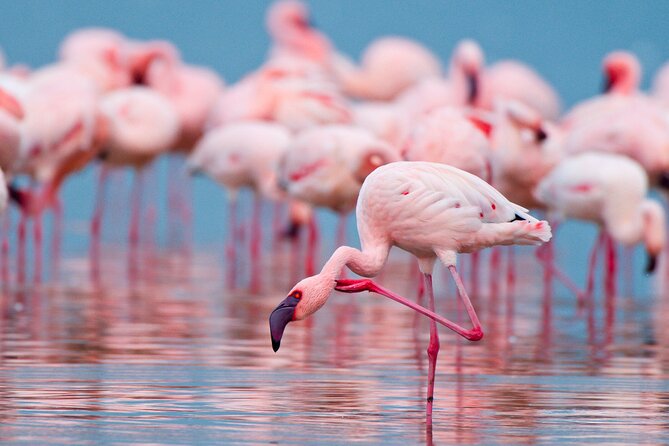Birdwatching at Saline Maria Stella in Trapani - Why the Trapani salt pans make a good birdwatching setting