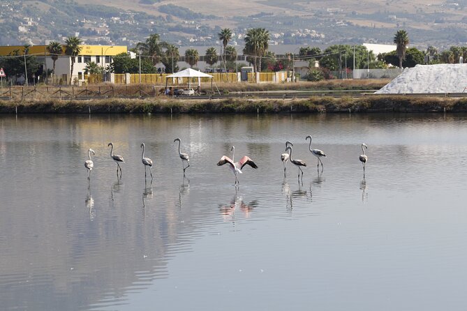 Birdwatching at Saline Maria Stella in Trapani - Booking timing, weather, and practical planning