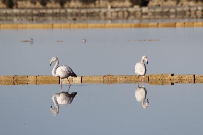 Birdwatching at Saline Maria Stella in Trapani - What happens during the one-hour birdwatching visit
