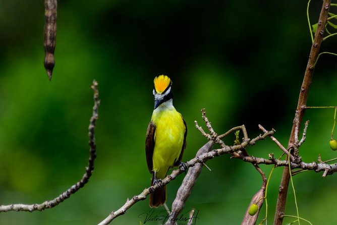 Birdwatching at The Mayan Cities with certified guide - Why this Bacalar birding trip is different