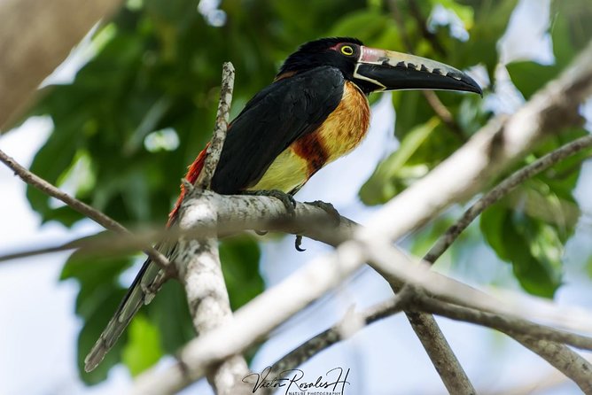 Birdwatching at The Mayan Cities with certified guide - A guide who shapes the day around your group