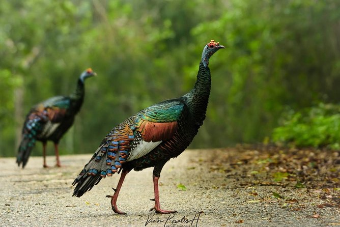 Birdwatching at The Mayan Cities with certified guide - Snacks and the small touches that matter