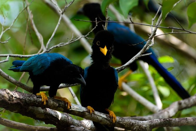 Birdwatching at The Mayan Cities with certified guide - Who will enjoy this outing most