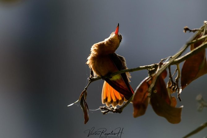 Birdwatching at The Mayan Cities with certified guide - Timing, pace, and what to bring
