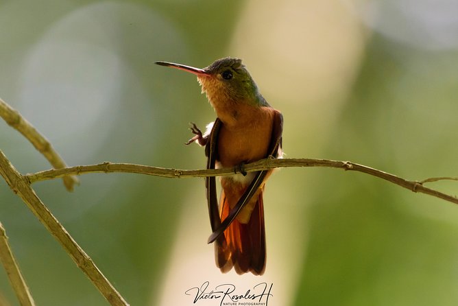Birdwatching at The Mayan Cities with certified guide - Hotel pickup keeps the morning simple