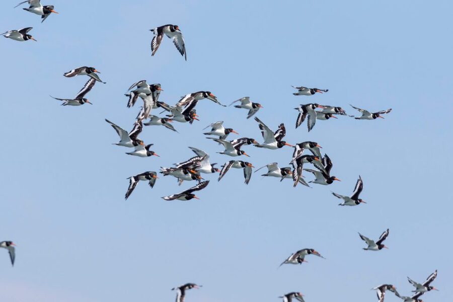 Birdwatching Boat Tour in the Tagus Estuary - From Alcântara to the Open Tagus