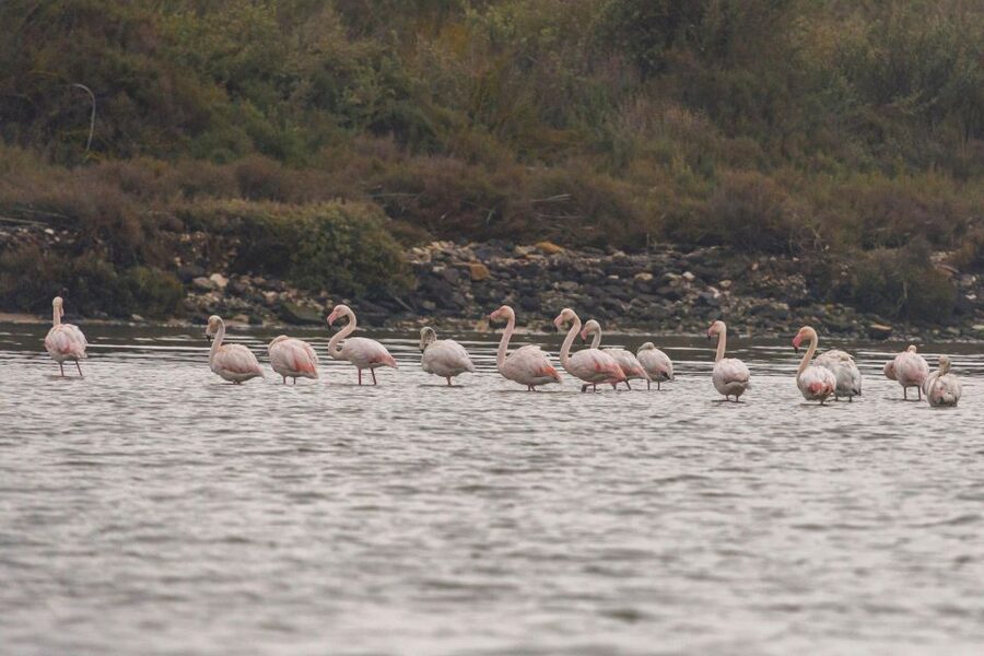 Birdwatching Boat Tour in the Tagus Estuary - The Speedboat Ride and What It Means for You