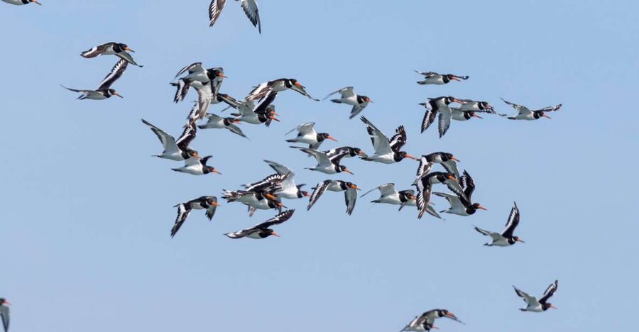 Birdwatching Boat Tour in the Tagus Estuary - The Birding Time Is the Main Event