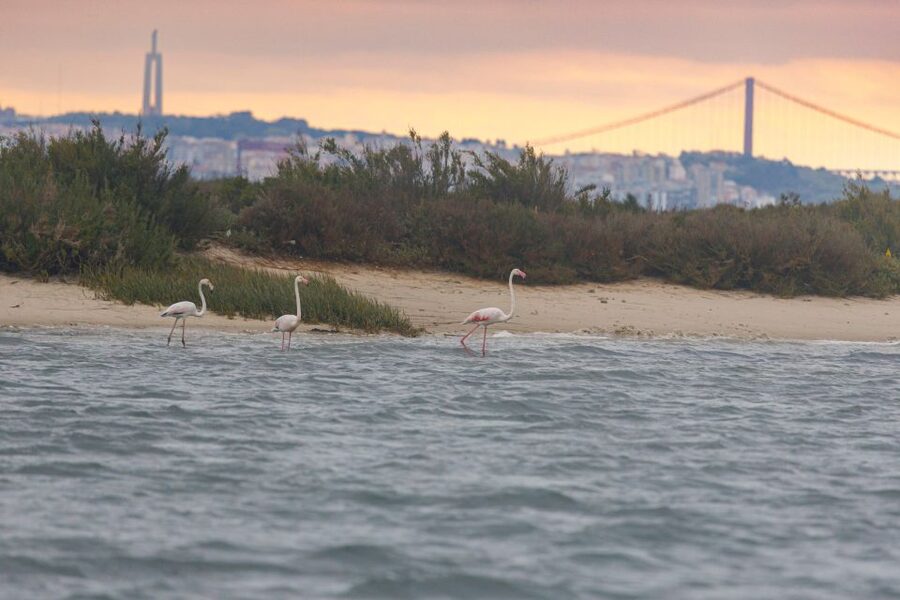 Birdwatching Boat Tour in the Tagus Estuary - A Different View of Lisbon