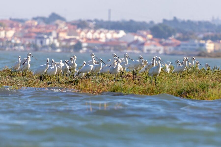 Birdwatching Boat Tour in the Tagus Estuary - Timing, Languages, and Practical Comfort