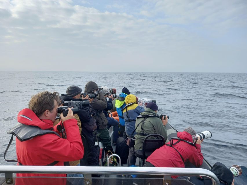 Birdwatching Boat Tour in the Tagus Estuary - Should You Book the Tagus Estuary Boat Tour?