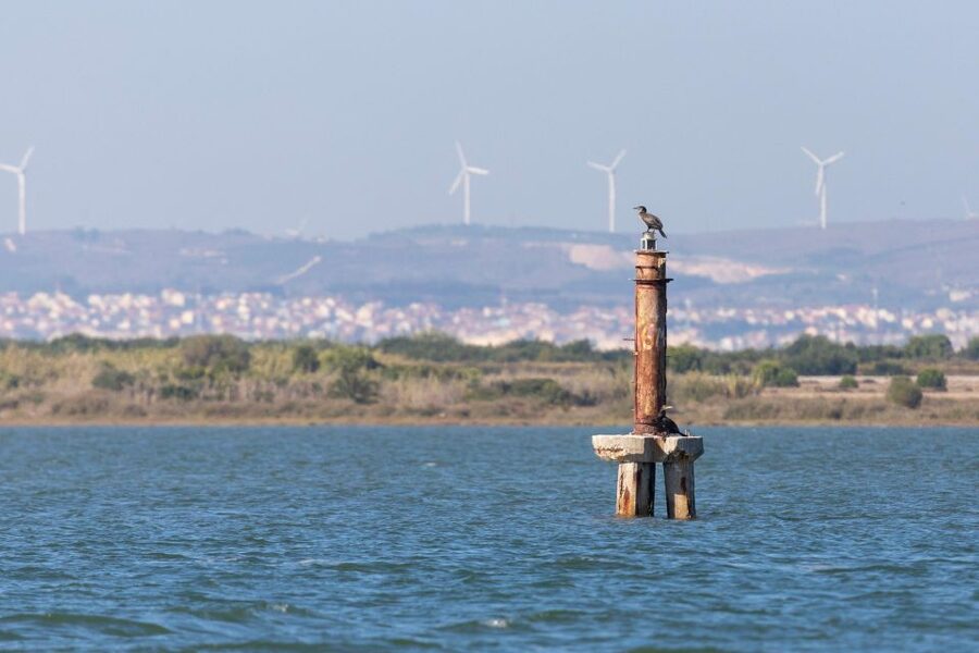 Birdwatching Boat Tour in the Tagus Estuary - Reaching the Tagus Estuary Nature Reserve
