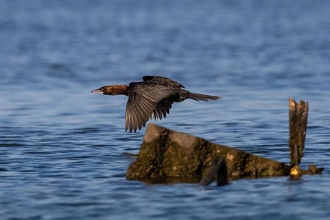 Birdwatching by boat in a small group in the Pialassa Baiona - What the $42.05 price gets you